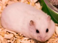 What are the hamster pet toys?