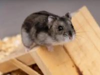 How to care for a pet hamster?