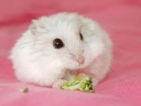 Is a hamster a pet or a wild animal?