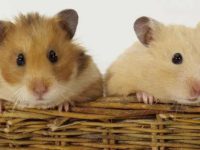How to choose a healthy hamster?