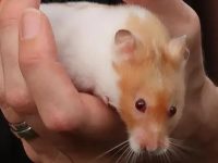 Wild hamster vs pet hamster
