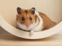 The best hamster breeds for pets