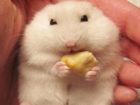 Can we keep hamster as pet?