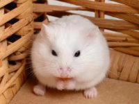 How to make your pet hamster healthier?