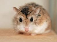 What is the best type of hamster for a pet?