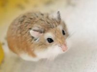 How to keep a pet hamster?