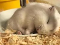 What are the signs that a hamster is about to die?