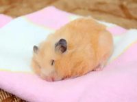 What are the taboos for raising hamsters?