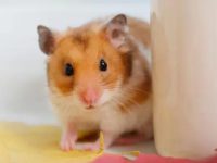 How to make a hamster happy?