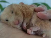 What are the taboos for raising hamsters?