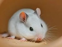 Hamster breeding space size