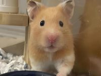 Syrian Hamster Lifespan