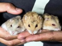 The life span of third-line hamsters