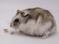 is hamster good pet for kids?
