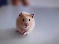 where do hamster like to be pet?