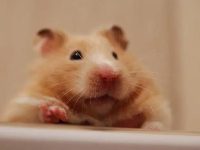 What should you pay attention to when petting a hamster?
