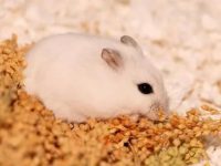 lifespan of a syrian hamster pet