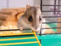 where to get a pet hamster?