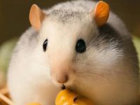 how to take care of a hamster