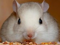 Are hamsters good pets?