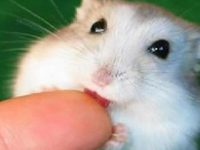should i get a pet hamster?