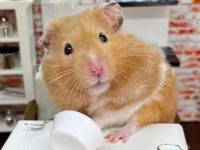 which hamster is best for a pet?