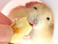 What infectious diseases do pet hamsters have?