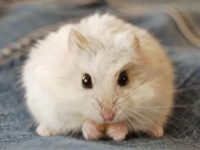 how to have a hamster as a pet?