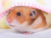 is a hamster a good pet for a child?
