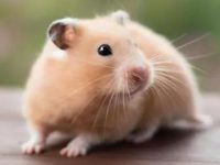 best hamster as pet