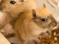 Which is a better pet, hamster or gerbil?