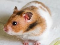 Characteristics of European Hamsters as Pets