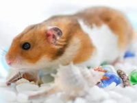How to keep a European hamster as a pet?