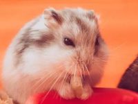 which hamster is the best pet?