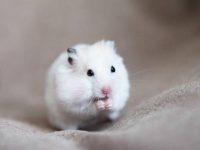 White hamster breeds