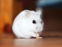 Are white hamsters easy to raise?