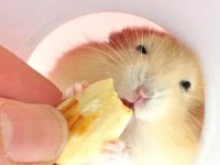Dangers of keeping hamster pets