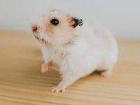 Necessary conditions for raising hamsters