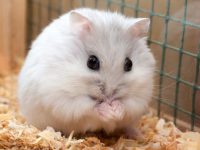 Tips on raising pet hamsters