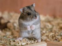 Basic requirements for raising hamsters