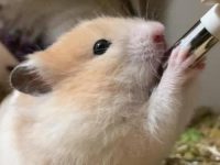 How do hamsters keep warm in winter?