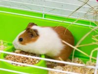 which is better hamster or guinea pig?