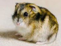 Can hamsters and guinea pigs be kept together?