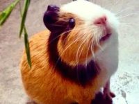 Do hamsters and guinea pigs eat the same food?