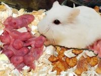 when will hamster give birth?