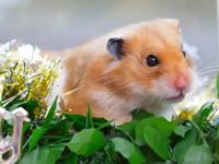 How to take care of a hamster after giving birth?