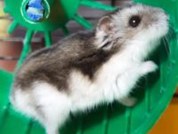 What do hamsters eat after giving birth?