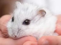 why my hamster is not eating?