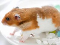 Why does the hamster not eat or drink?