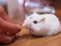 Why don’t hamsters eat rat food?